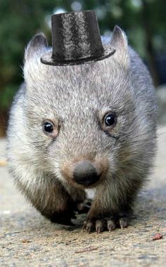 party wombat